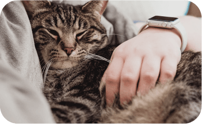Cat as a pet