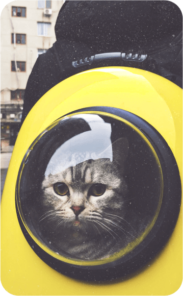Cat as a pet