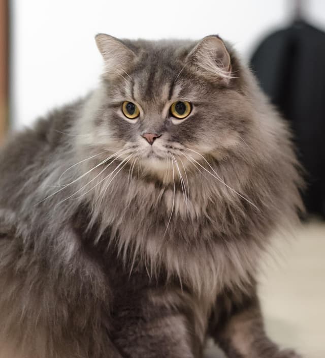 Ragamuffin