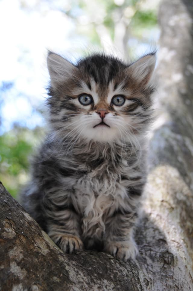 Siberian