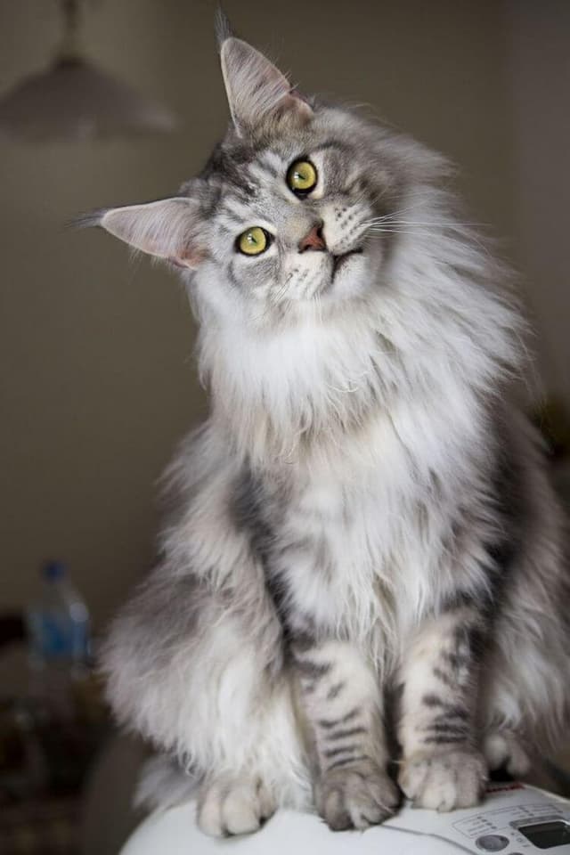 Maine Coon