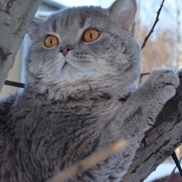 Selkirk Rex