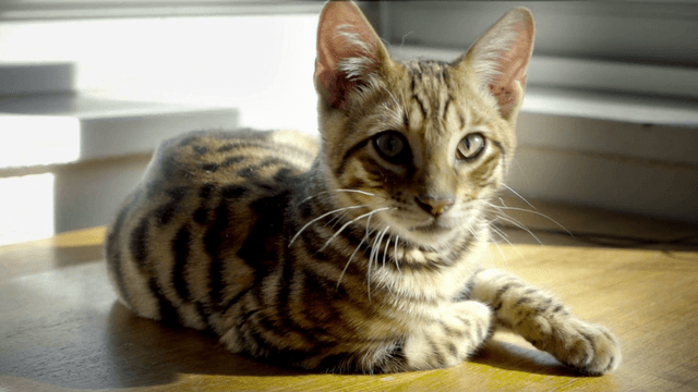 Toyger