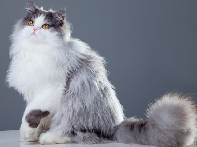 Persian