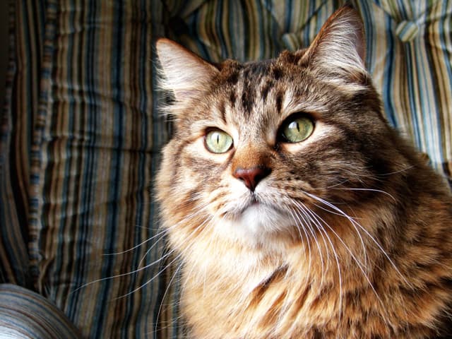 Norwegian Forest Cat