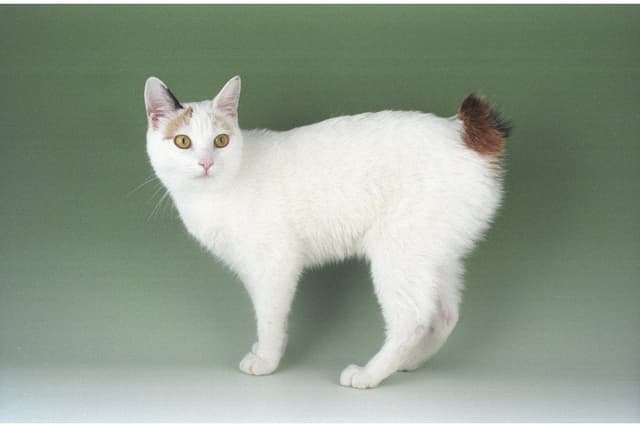 Japanese Bobtail