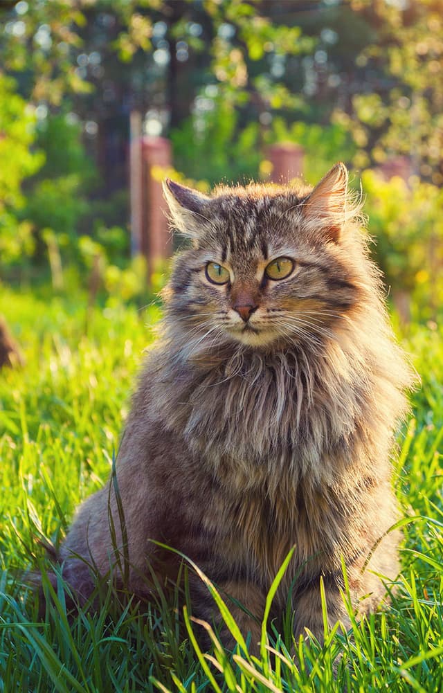 Siberian