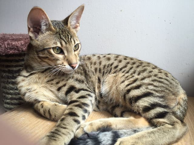 Savannah