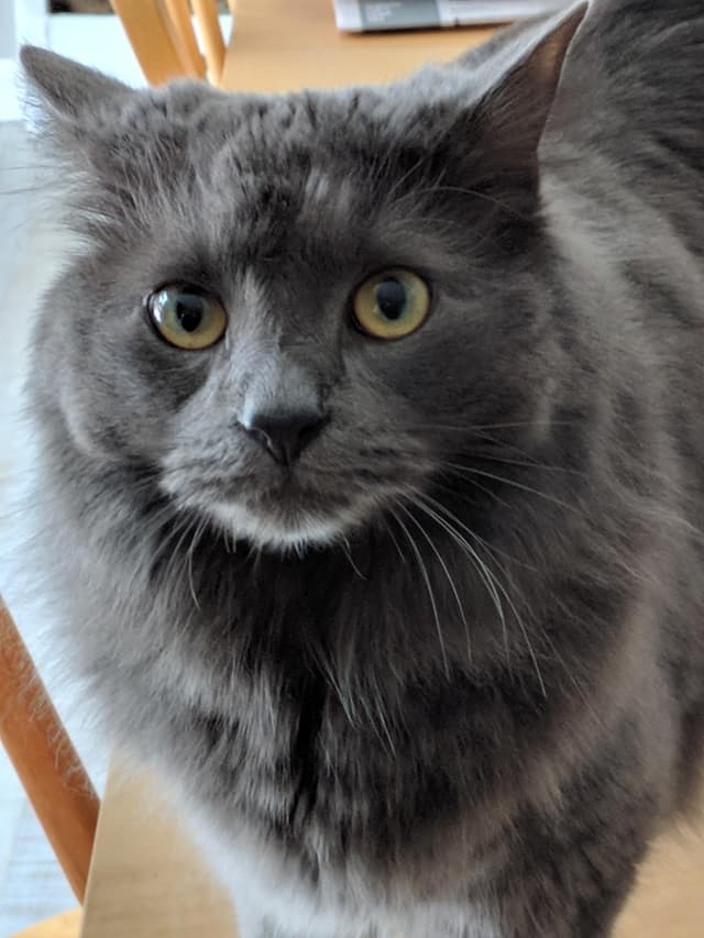 Nebelung