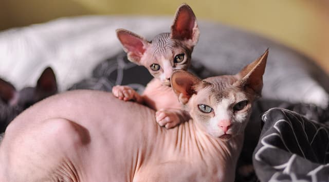 Sphynx