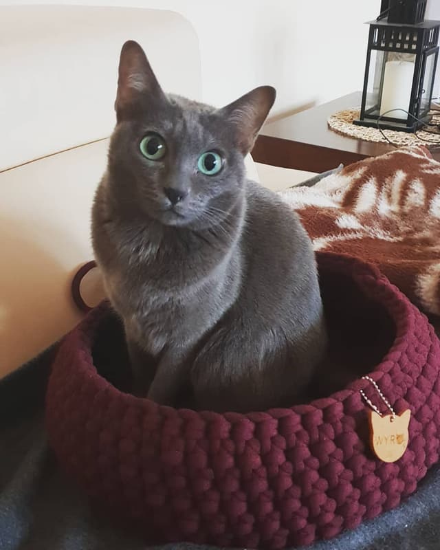 Korat