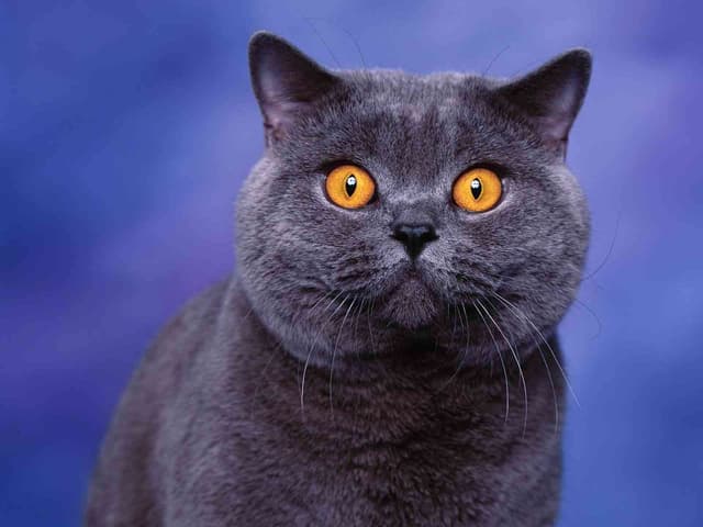 British Shorthair