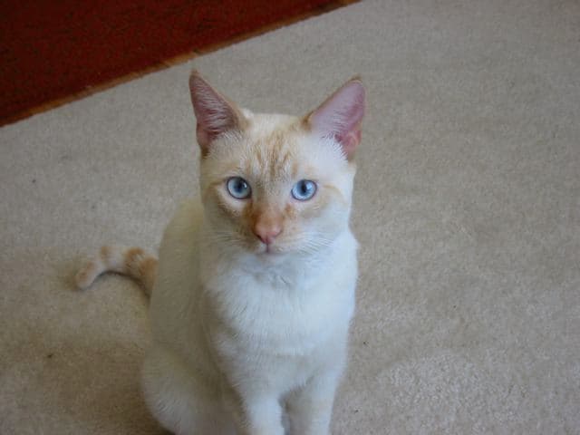 Colorpoint Shorthair