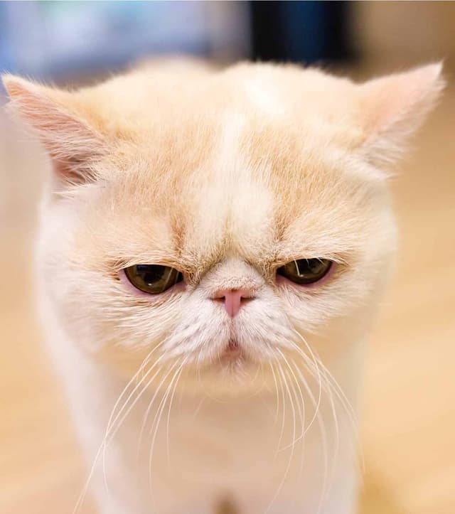 Exotic Shorthair