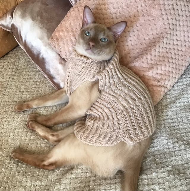 Tonkinese