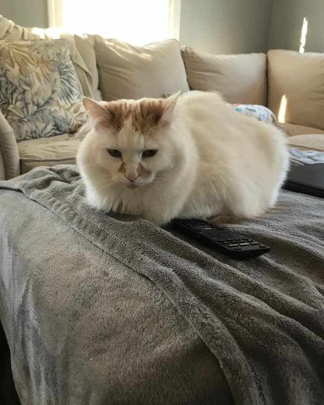 Turkish Van