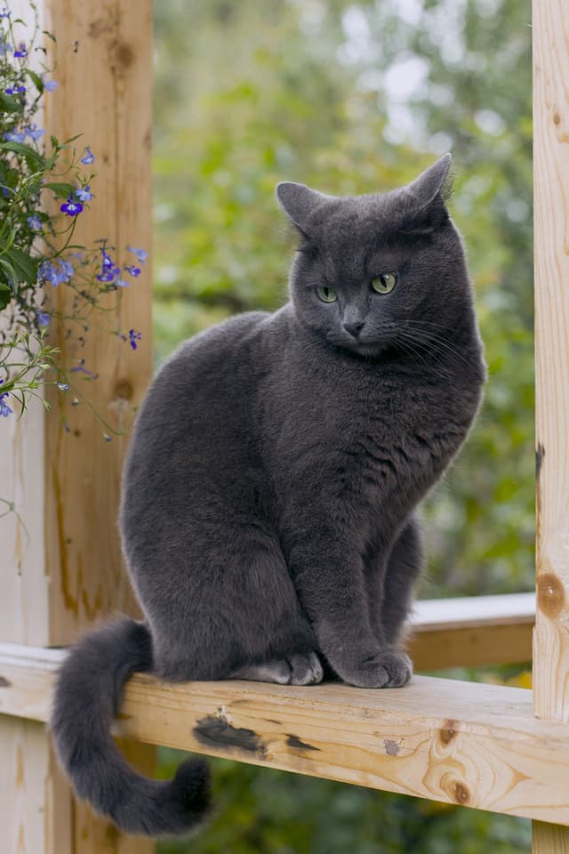 Russian Blue