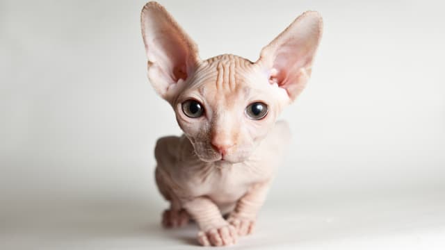 Sphynx
