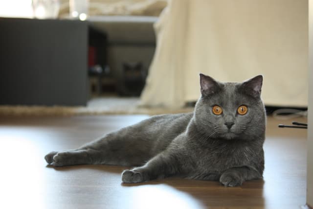 Chartreux