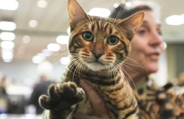 Toyger