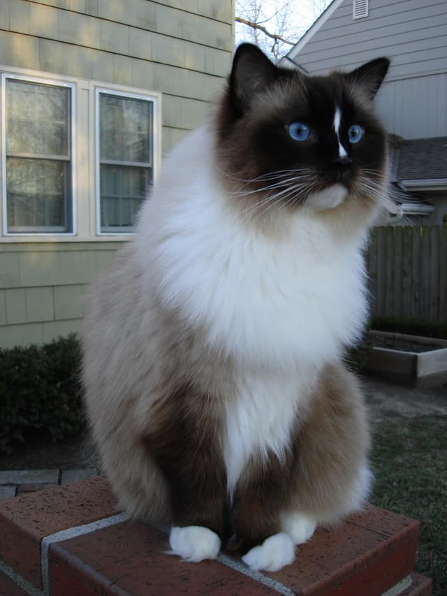 Ragdoll