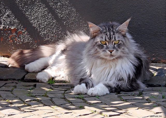 Maine Coon