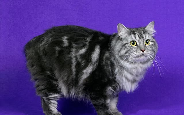 Cymric