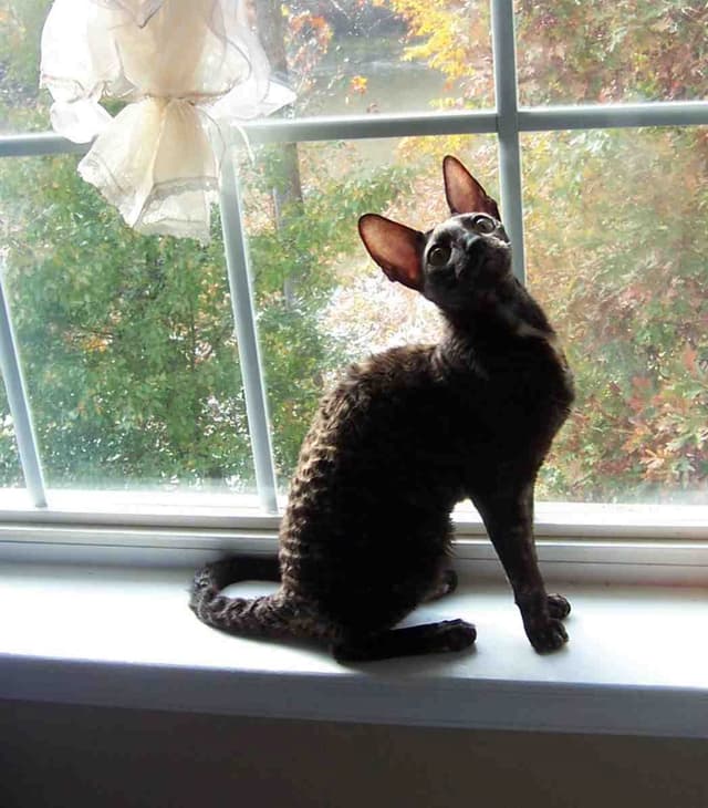 Cornish Rex
