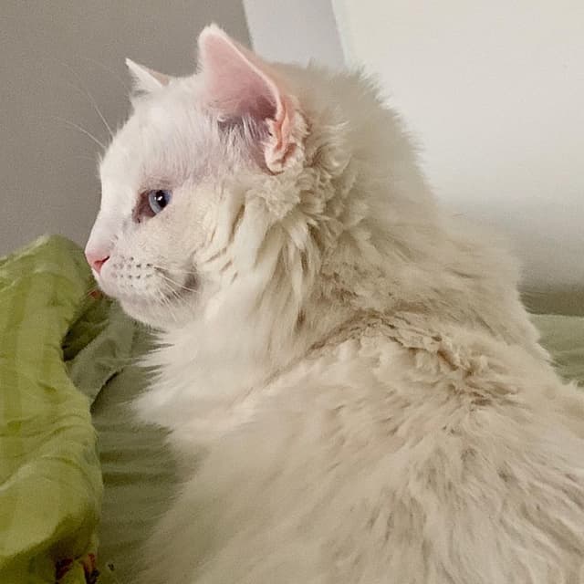 Turkish Angora