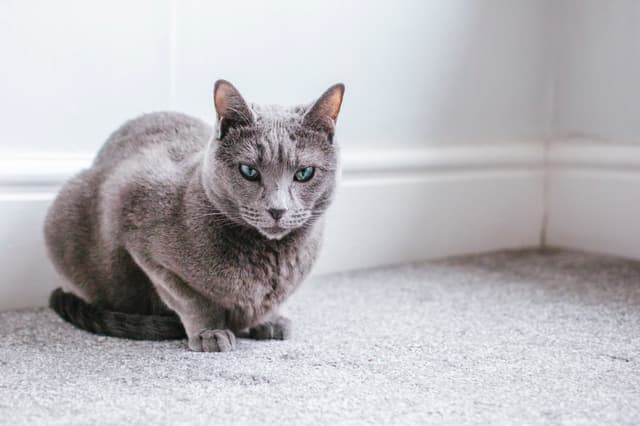 Russian Blue