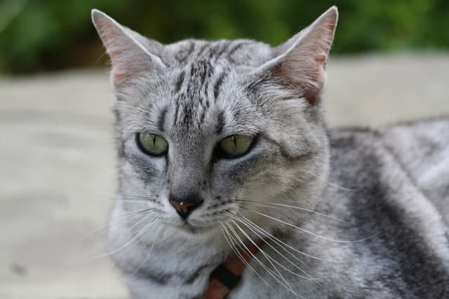 Egyptian Mau