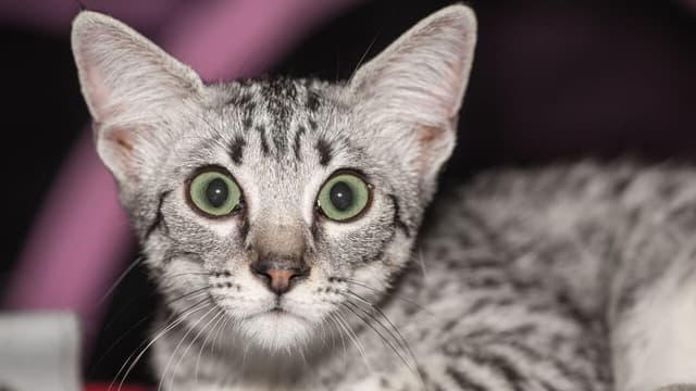 Egyptian Mau