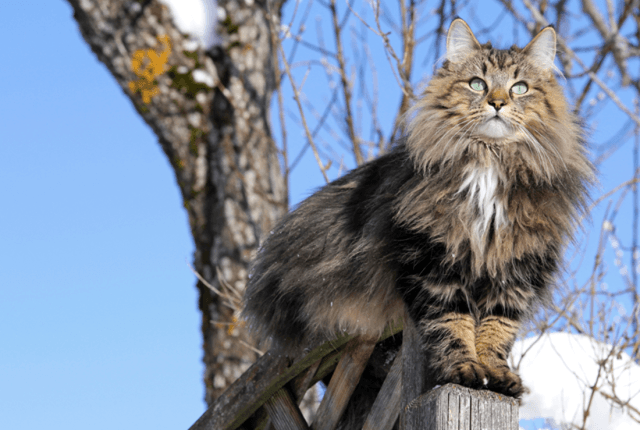 Norwegian Forest Cat