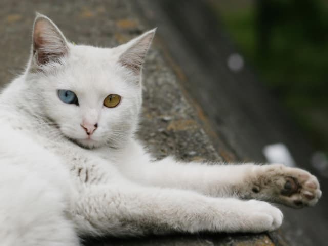 Turkish Angora