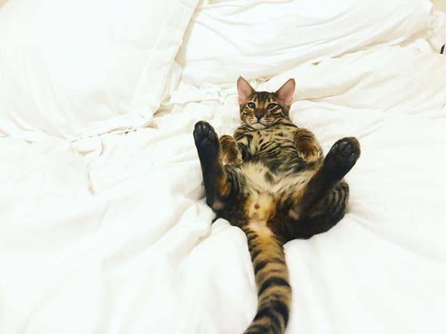 Toyger