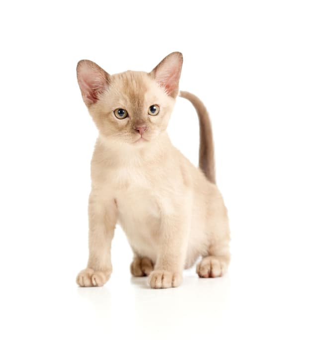 European Burmese