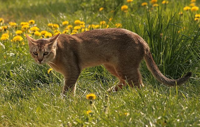Chausie
