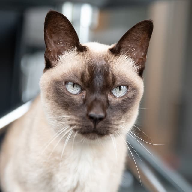 Tonkinese