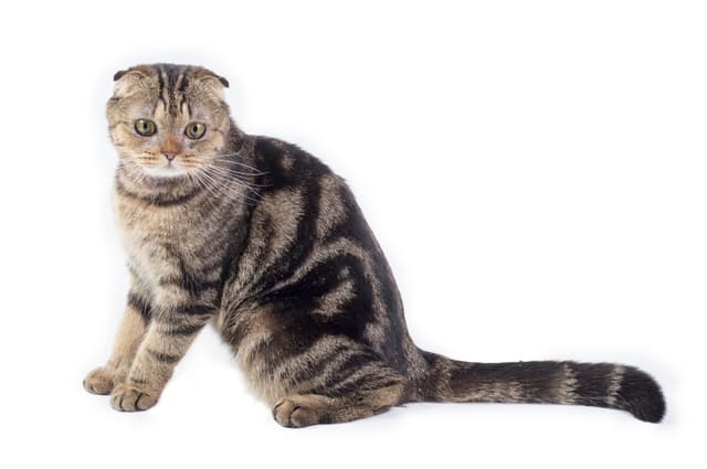 Scottish Fold