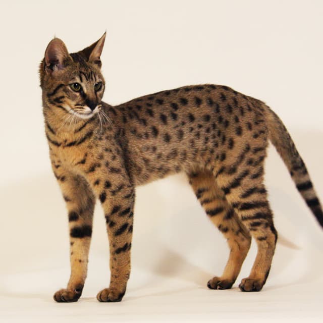 Savannah