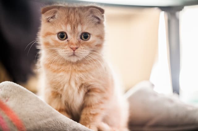Scottish Fold