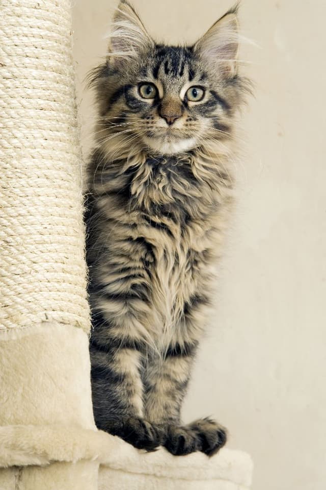 Maine Coon