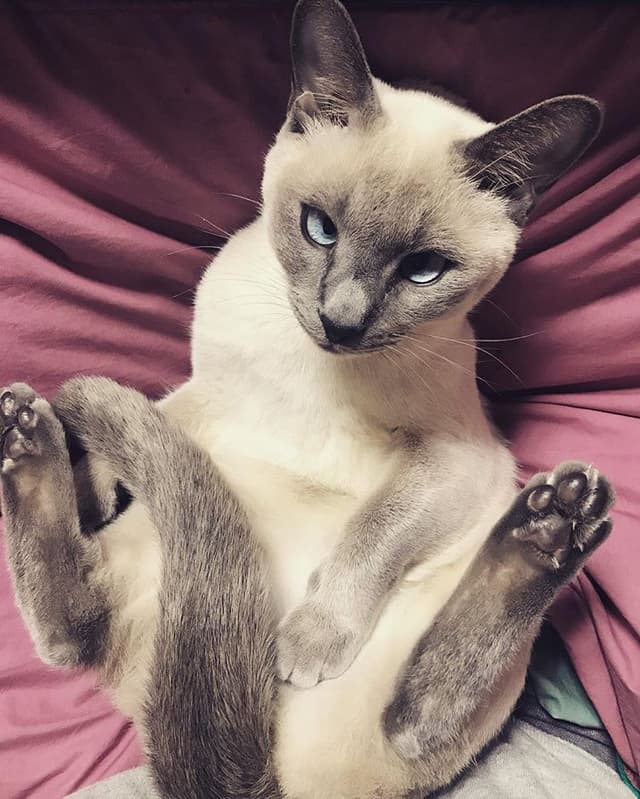 Tonkinese
