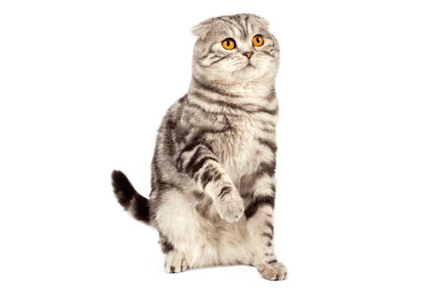 Scottish Fold