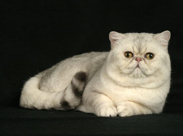 Exotic Shorthair