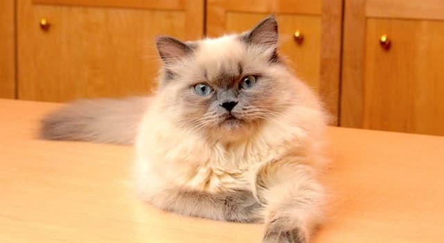 Himalayan
