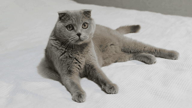 Scottish Fold