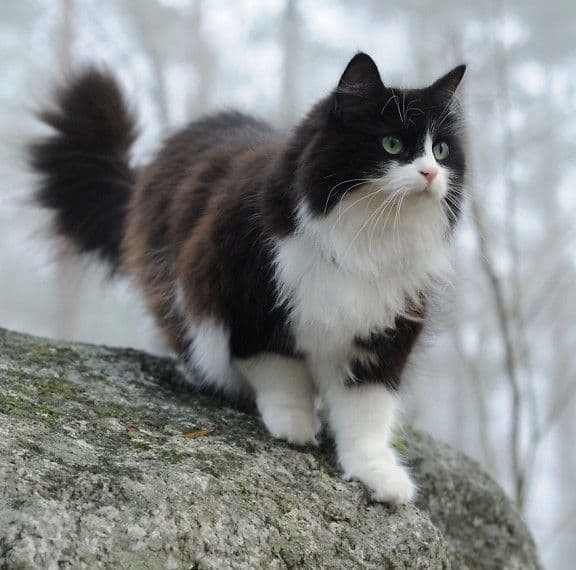 Norwegian Forest Cat