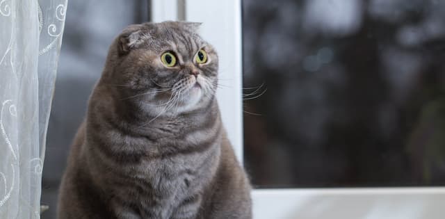 Scottish Fold