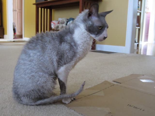 Cornish Rex